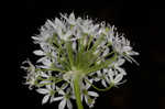 Meadow garlic